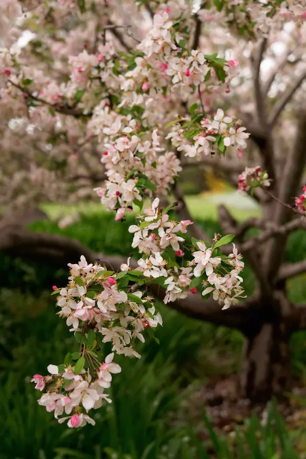 Sakura Matsuri (63)